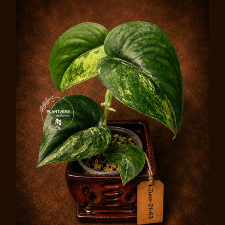 Variegated Scindapsus Jade Satin Aurea Live Plant - Collector Houseplant, Creamy White Marbling