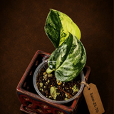 Variegated Scindapsus Jade Satin Aurea Live Plant - Collector Houseplant, Creamy White Marbling