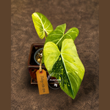 Philodendron Gloriosum Tricolor Variegated - Rare Exact Plant - (July-13-54)