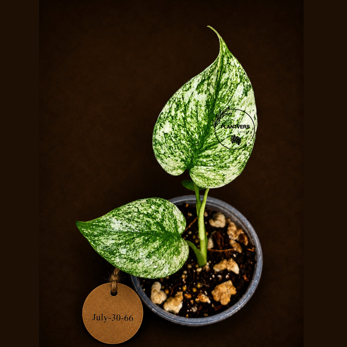 Variegated Monstera Deliciosa Mint - Rare Mint Monstera - (July-30-66)