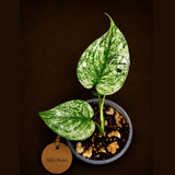 Variegated Monstera Deliciosa Mint - Rare Mint Monstera - (July-30-66)