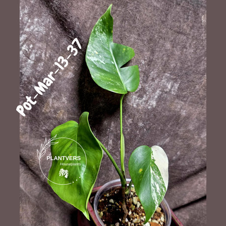 Monstera Albo - Rare Variegated Monstera Borsigiana Albo - Large Form - Monstera Albo Mature Plant - EXACT Same Plant - US Seller