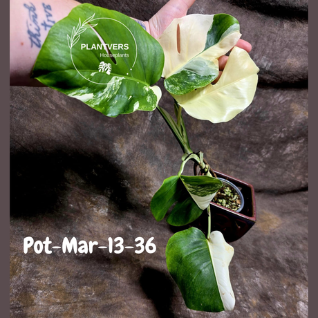 Monstera Albo - Rare Variegated Monstera Borsigiana Albo - Large Form - Monstera Albo Mature Plant - EXACT Same Plant - US Seller