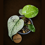 Variegated Monstera Deliciosa Mint - Rare Mint Monstera - (July-30-65)