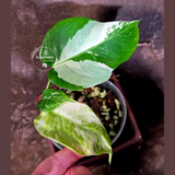 Variegated Monstera Albo - White Monstera Borsigiana Exact Plant - (June-01-33)