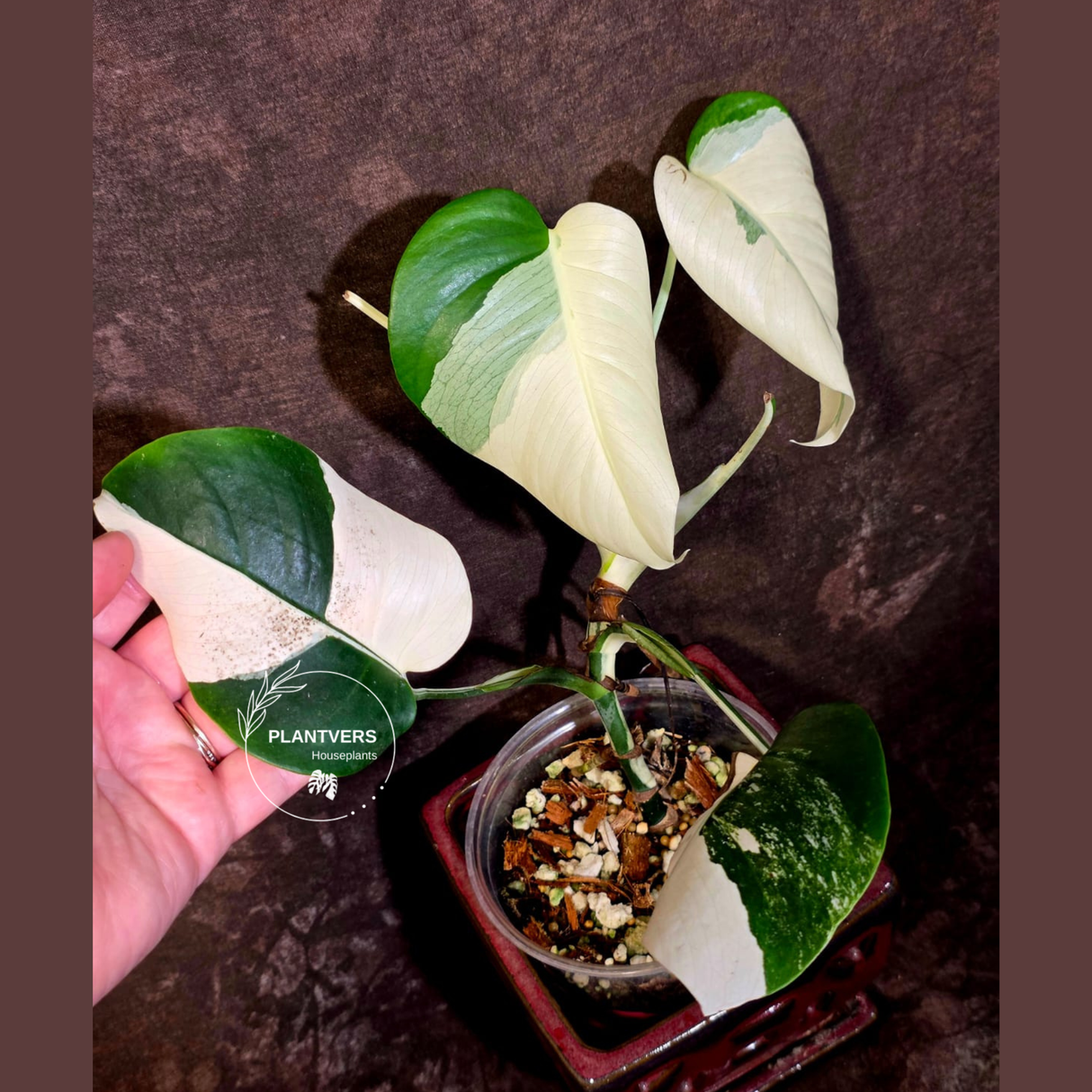 Variegated Monstera Albo - White Monstera Borsigiana Exact Plant - (June-01-34)