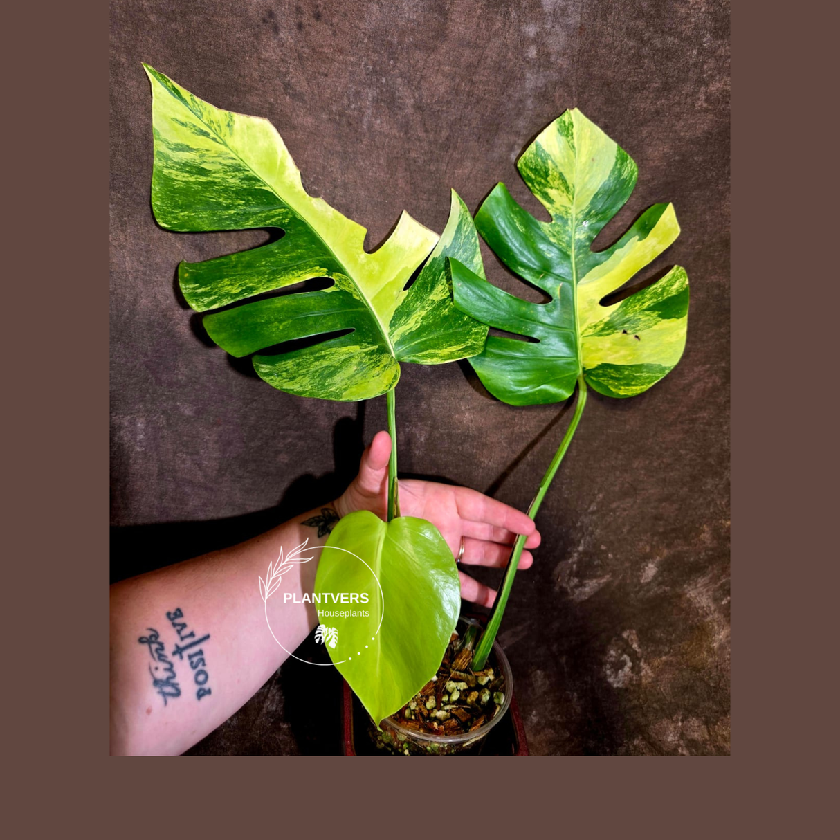 Monstera Aurea Variegated Plant - Exact Plant - US Seller (June-01-35)