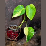 Monstera Aurea Variegated Plant - Exact Plant - US Seller (June-01-36)