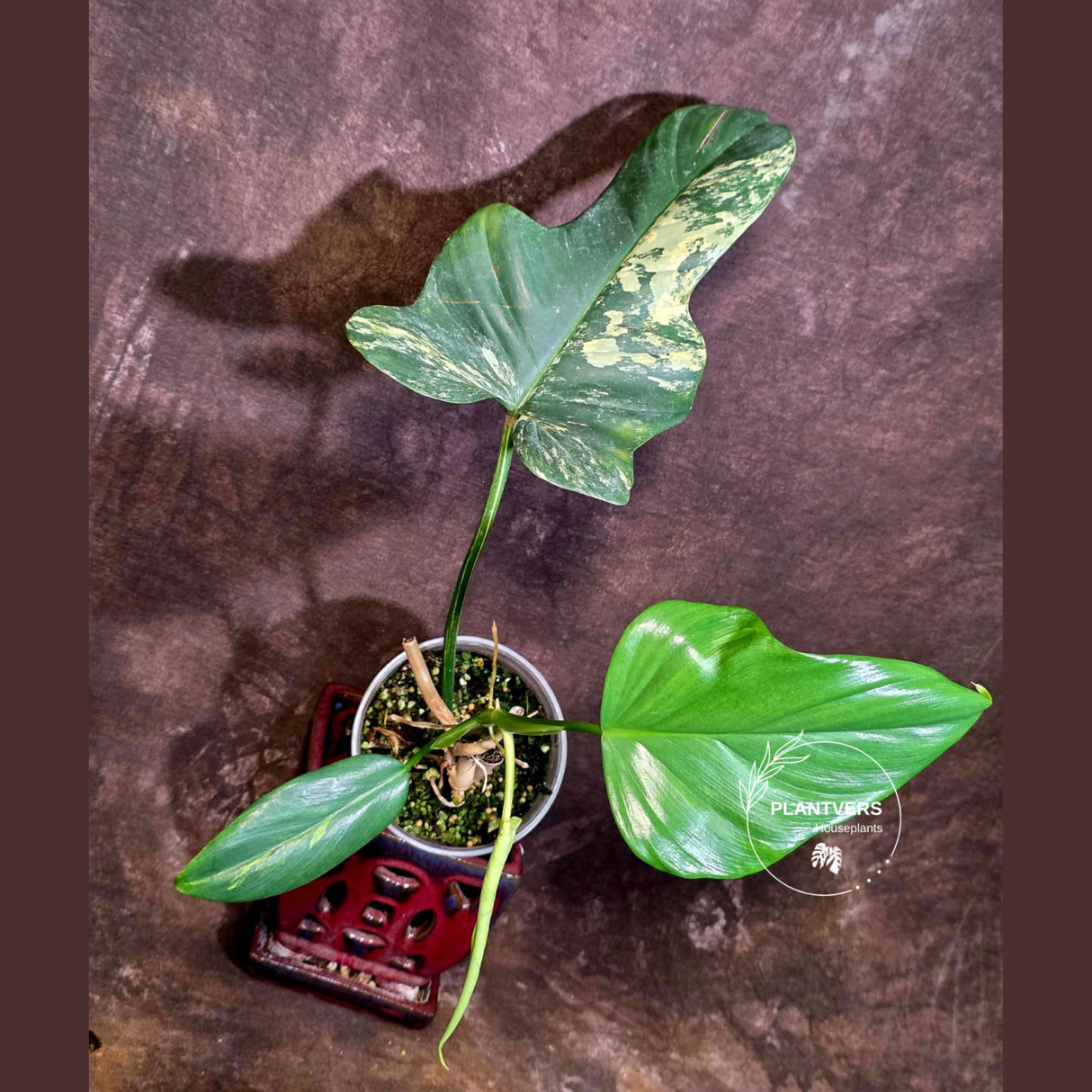 VReverted Philodendron Bipennifolium -  Exact Plant - (June-01-38)
