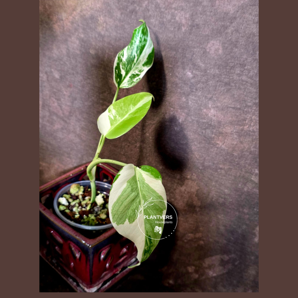 Variegated Monstera Albo - White Monstera Borsigiana Exact Plant - (June-01-39)