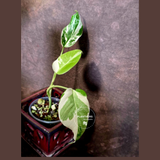 Variegated Monstera Albo - White Monstera Borsigiana Exact Plant - (June-01-39)