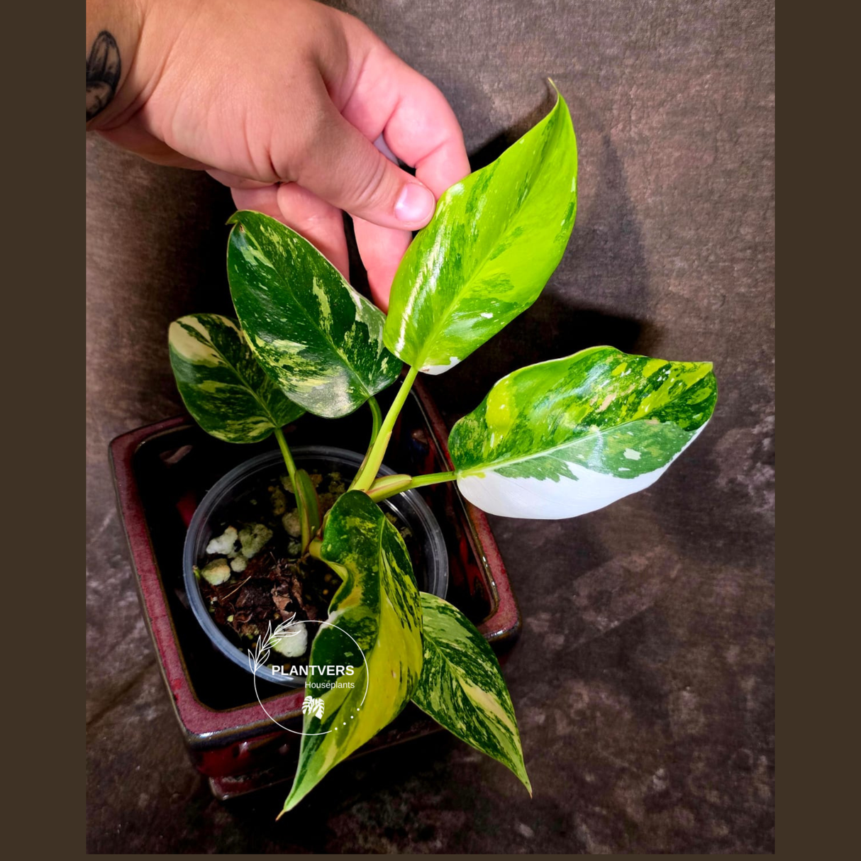 Variegated Philodendron White Princess Tricolor - Exact Plant - (June-01-40)