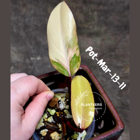 Philodendron Strawberry Shake High Variegated Live Plant - EXACT Same Plant - US Seller