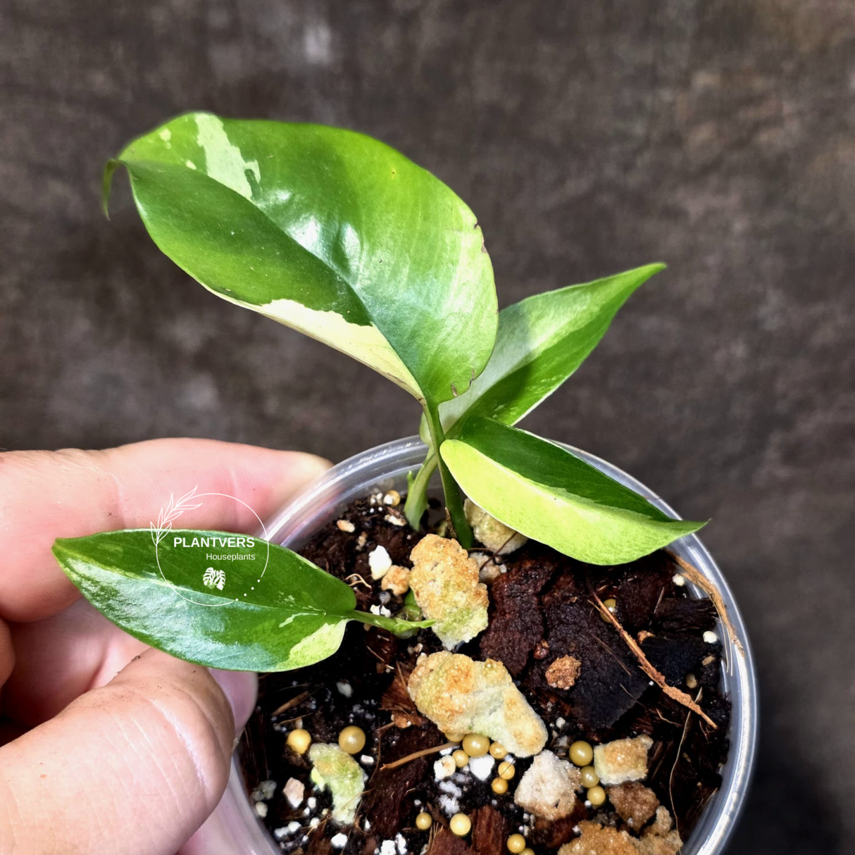 Variegated Rhaphidophora Tetrasperma Albo - Exact Plant - (June-30-02)
