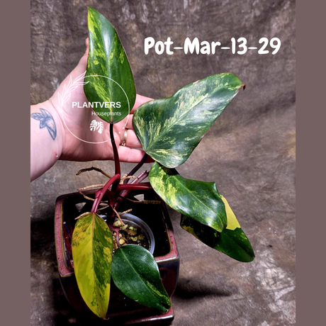 Philodendron Strawberry Shake High Variegated Live Plant - EXACT Same Plant - US Seller