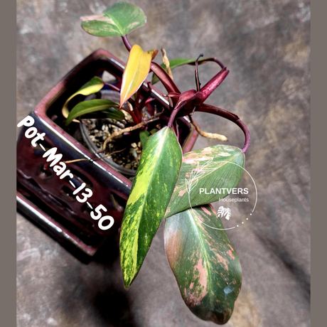 Philodendron Strawberry Shake High Variegated Live Plant - EXACT Same Plant - US Seller