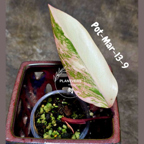 Philodendron Strawberry Shake High Variegated Live Plant - EXACT Same Plant - US Seller