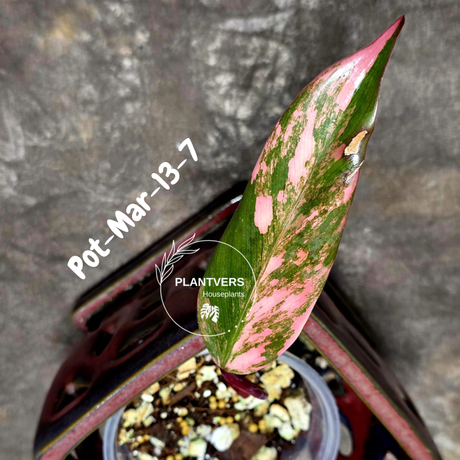 Philodendron Strawberry Shake High Variegated Live Plant - EXACT Same Plant - US Seller