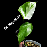Variegated Monstera Albo - Rare Live Indoor Houseplant - Easy Care Collector Plant  - *EXACT PLANT* - US Seller