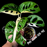Variegated Monstera Adansonii Albo Plant - Rare Swiss Cheese EXACT Same Plant - US Seller