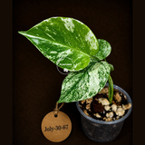 Variegated Monstera Deliciosa Mint - Rare Mint Monstera - (July-30-67)