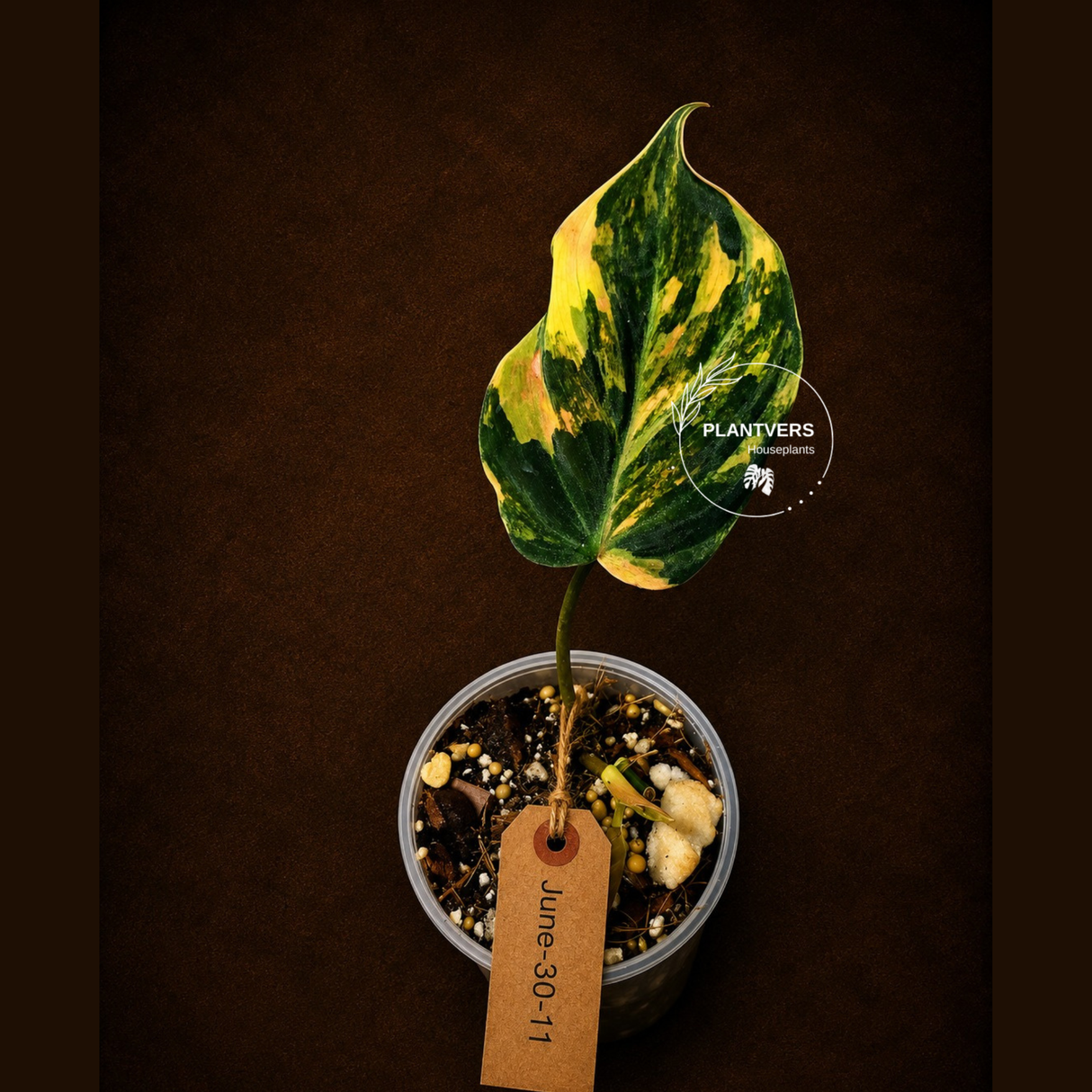 Variegated Philodendron Mican Aurea - Rare Exact Plant - (June-30-11)