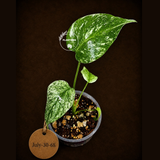 Variegated Monstera Deliciosa Mint - Rare Mint Monstera - (July-30-68)