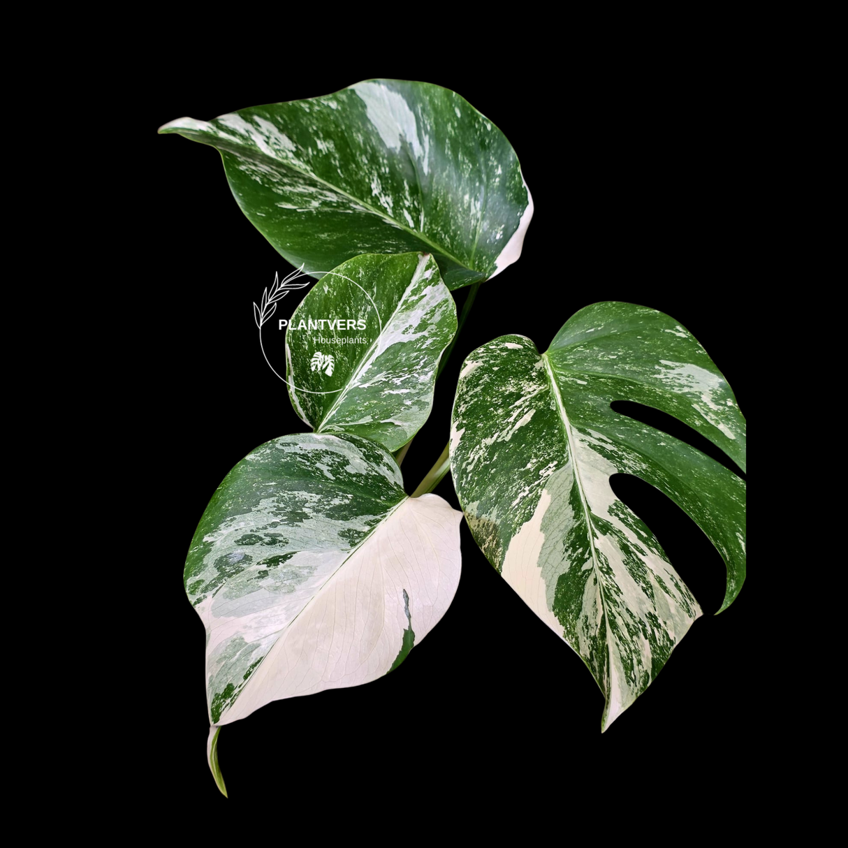 Variegated Monstera Albo - Rare White Monstera Borsigiana (6-5-43)