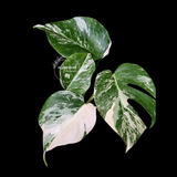 Variegated Monstera Albo - Rare White Monstera Borsigiana (6-5-43)