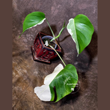 Variegated Monstera Albo - Rare White Monstera Borsigiana (6-5-13)