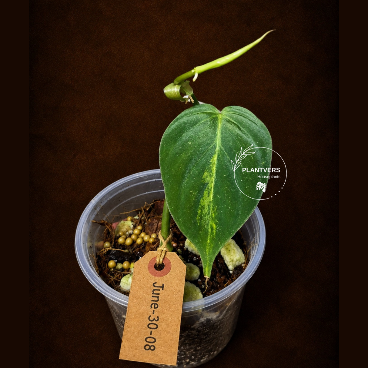 Variegated Philodendron Mican Aurea - Rare Exact Plant - (June-30-08)