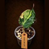 Variegated Philodendron Mican Aurea - Rare Exact Plant - (June-30-07)