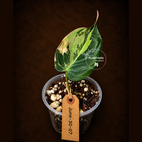 Variegated Philodendron Mican Aurea - Rare Collector Plant - EXACT Plant - US SELLER