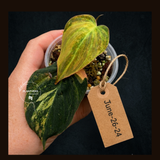 Variegated Philodendron Mican Aurea - Rare Collector Plant - EXACT Plant - US SELLER