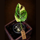 Monstera Adansonii Aurea Variegated - Swiss Cheese Plant - (June-30-03)