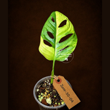 Monstera Adansonii Aurea Variegated - Swiss Cheese Plant - (June-30-04)