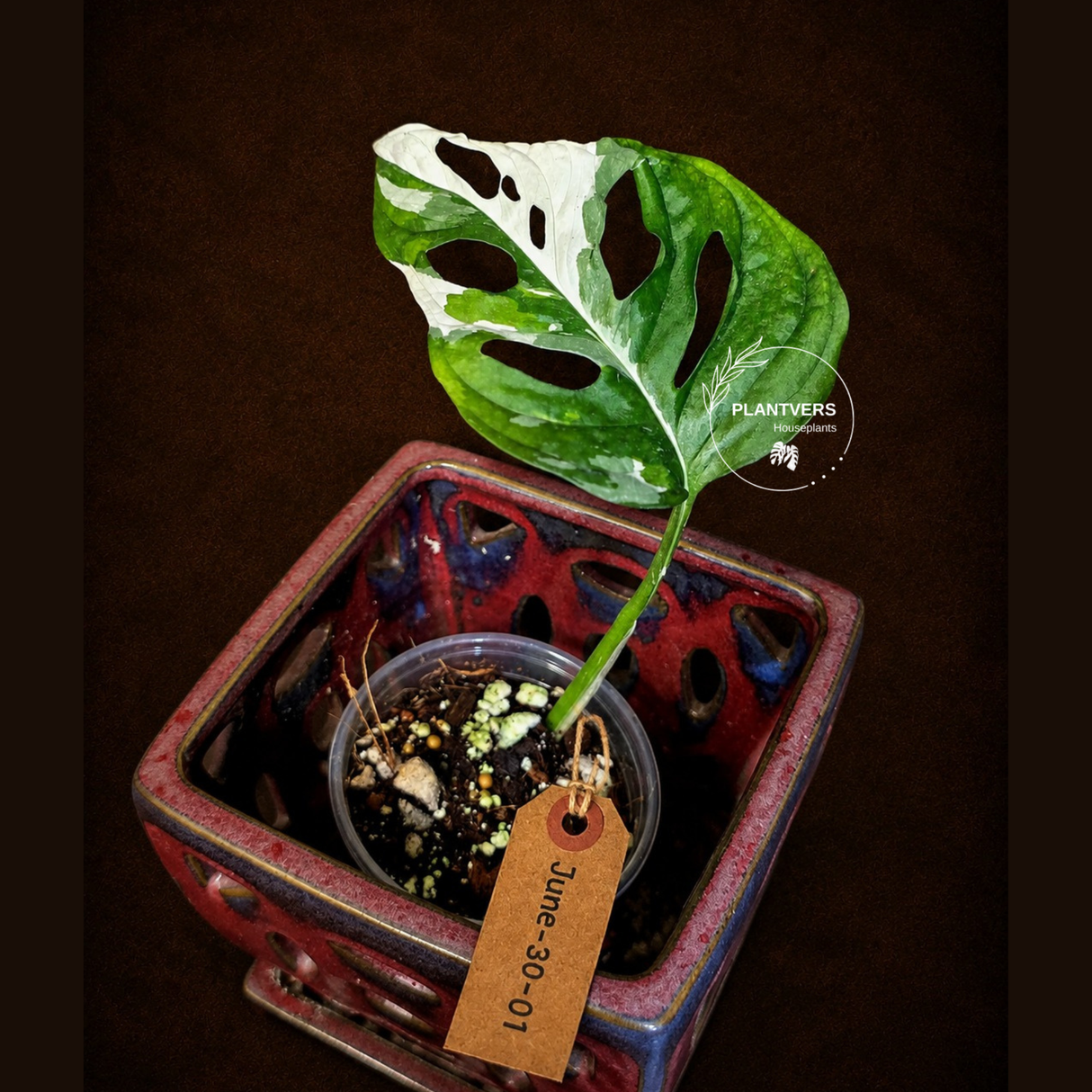 Variegated Monstera Adansonii Albo - Rare Exact Plant - (June-30-01)
