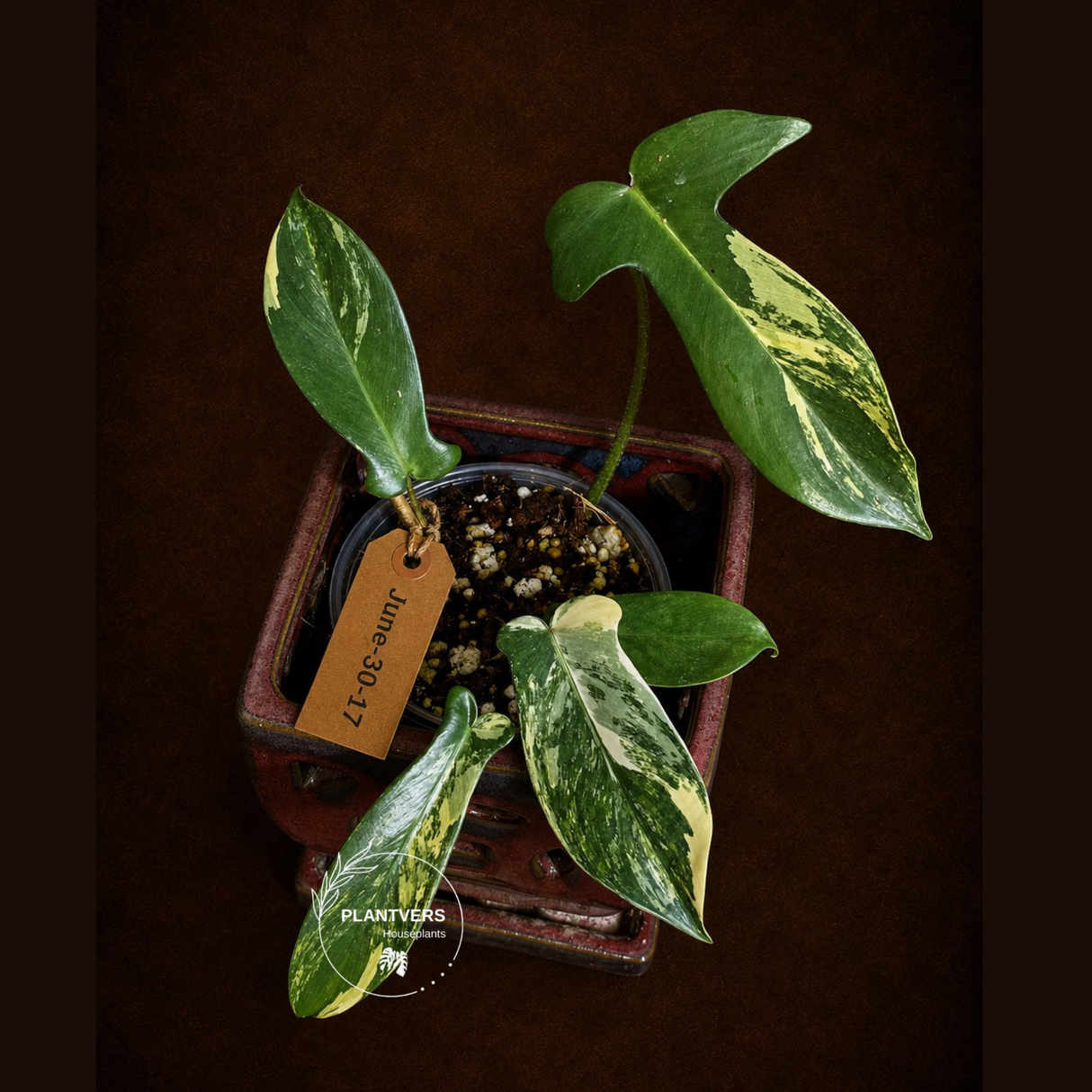 Variegated Philodendron Bipennifolium - Exact Plant - (June-30-17)