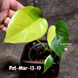 Variegated Monstera Aurea Live Plant - Rare Yellow Variegated Monstera Borsigiana - Collector Grade Houseplant - US Seller