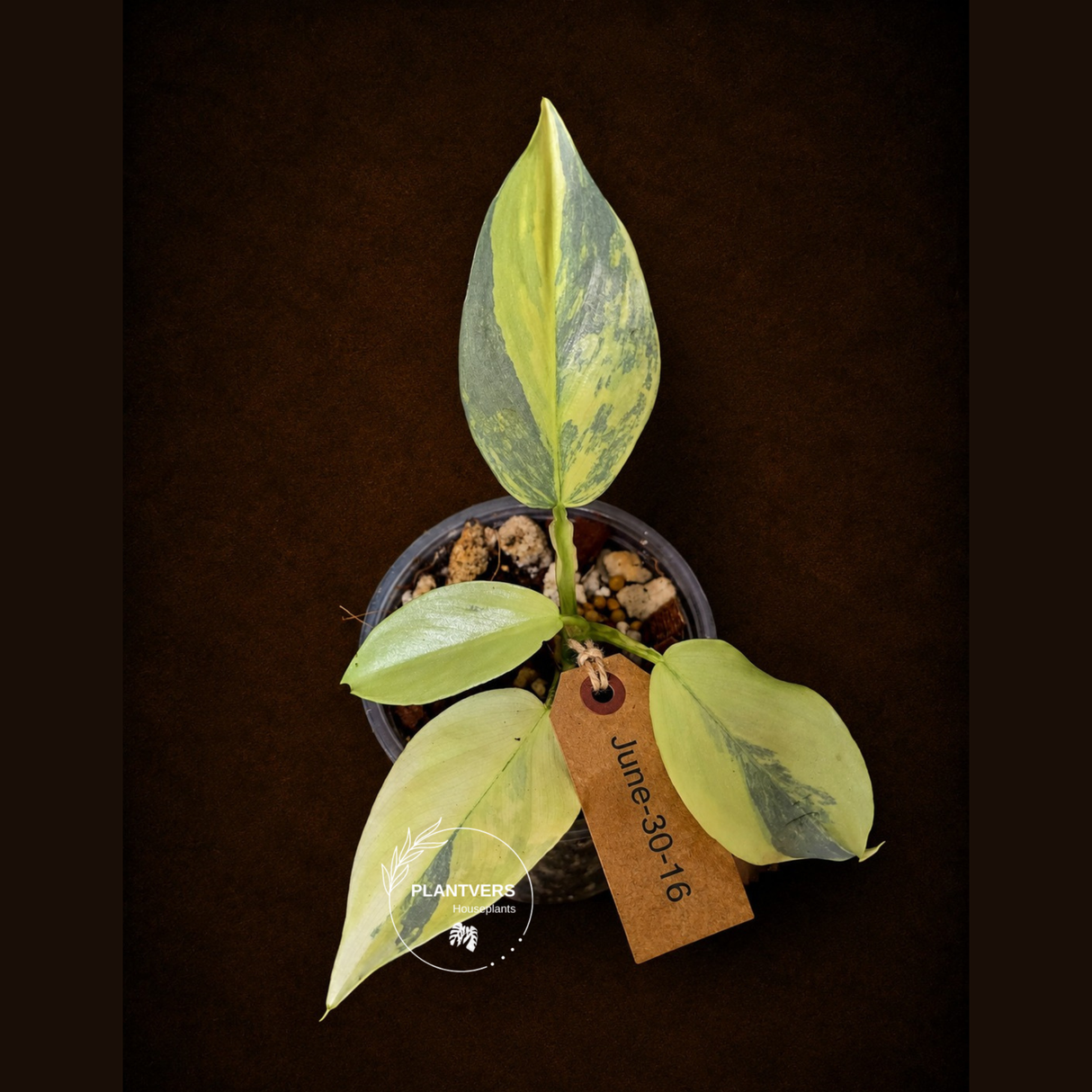 Philodendron Silver Sword Variegated - Exact Rare Plant - (June-30-16)
