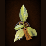 Philodendron Silver Sword Variegated - Exact Rare Plant - (June-30-16)