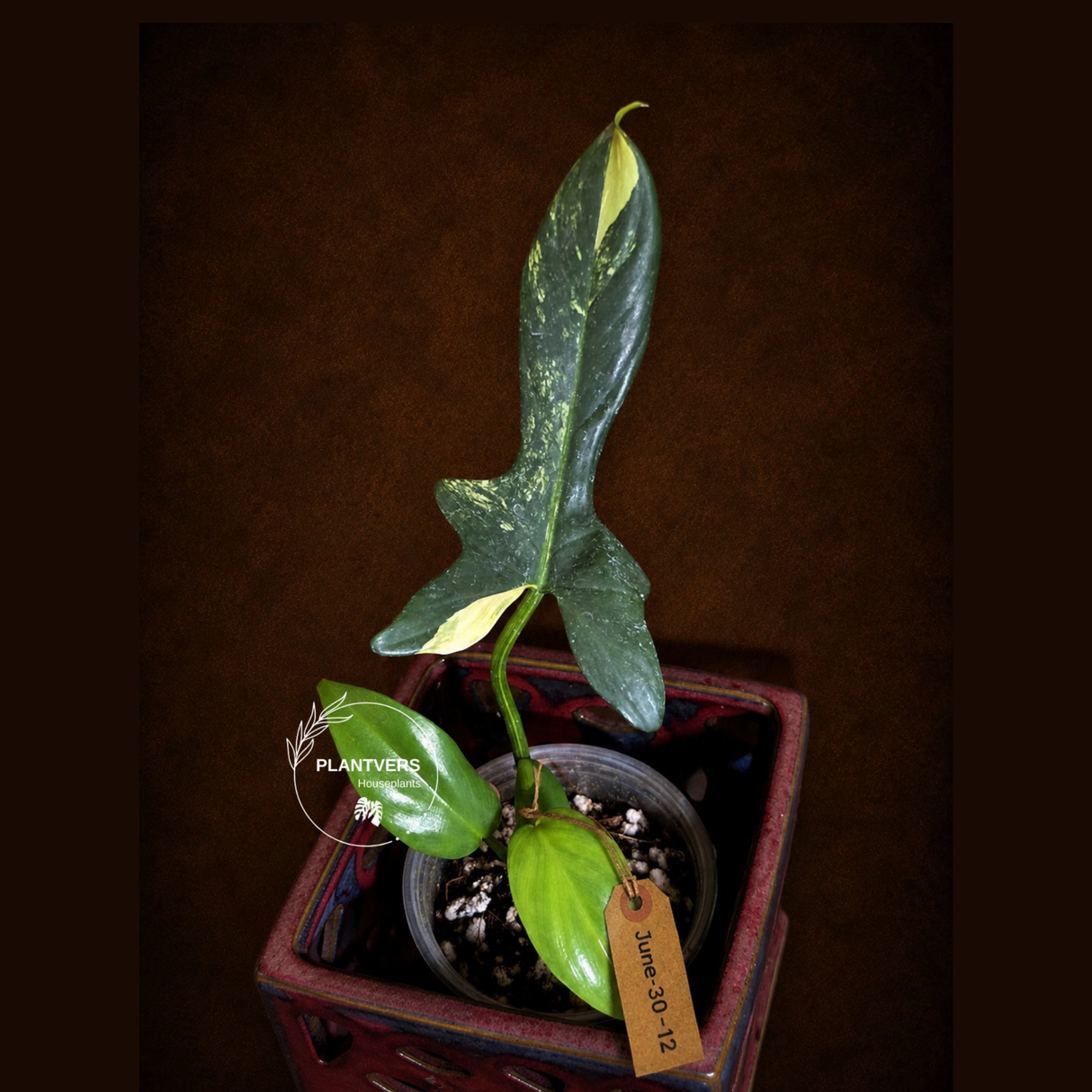 Variegated Philodendron Bipennifolium - Exact Plant - (June-30-12)