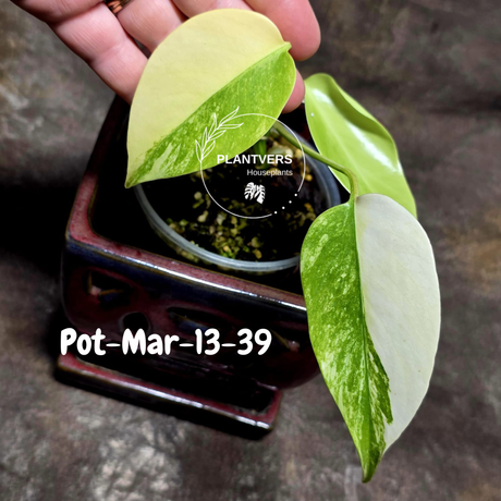 Variegated Monstera Aurea Live Plant - Rare Yellow Variegated Monstera Borsigiana - Collector Grade Houseplant - US Seller