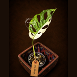 Variegated Monstera Adansonii Albo - Rare Exact Plant - (June-30-06)