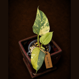 Philodendron Silver Sword Variegated - Exact Rare Plant - (June-30-10)