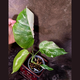 Variegated Monstera Albo - Rare White Monstera Borsigiana (6-5-15)