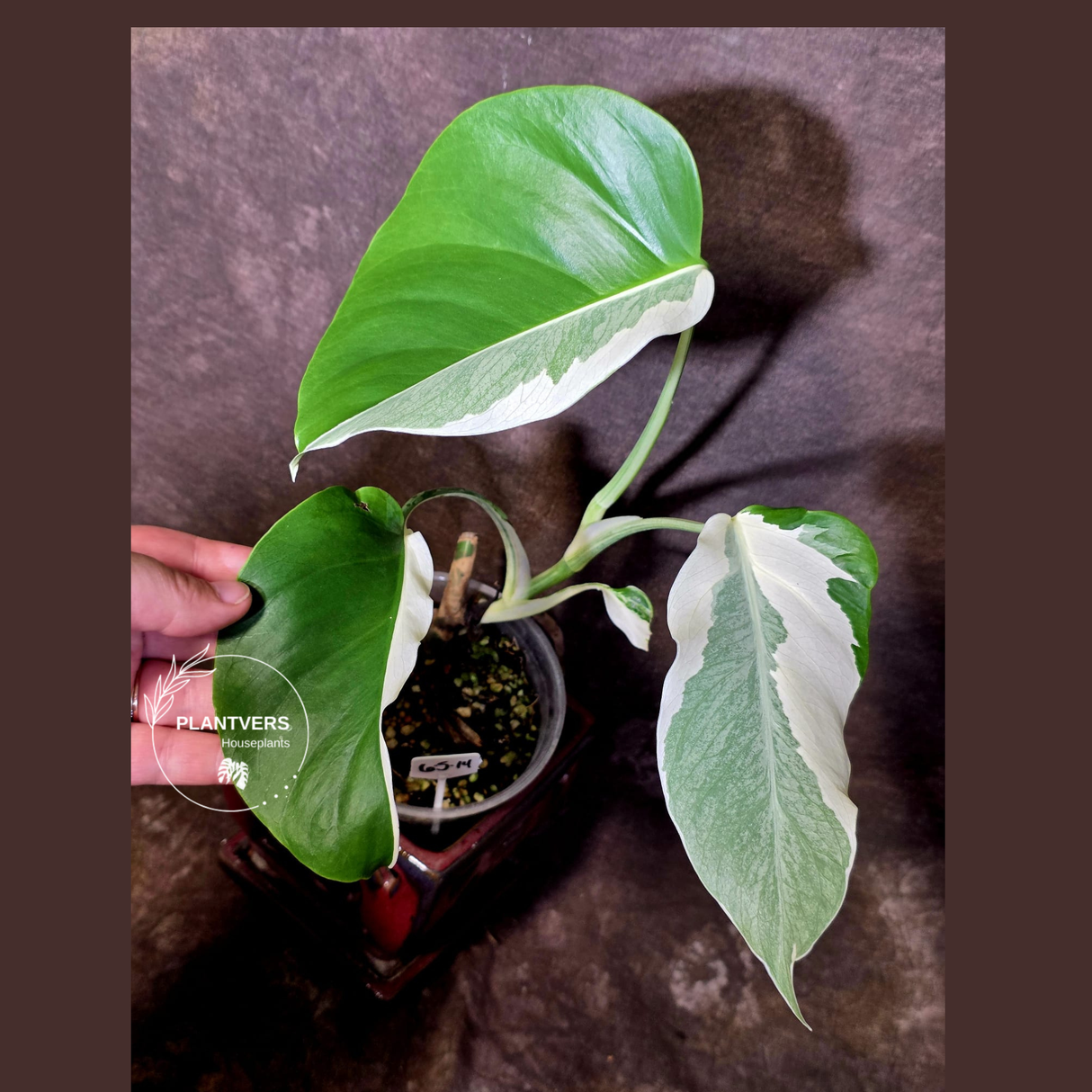 Variegated Monstera Albo - Rare White Monstera Borsigiana (6-5-14)