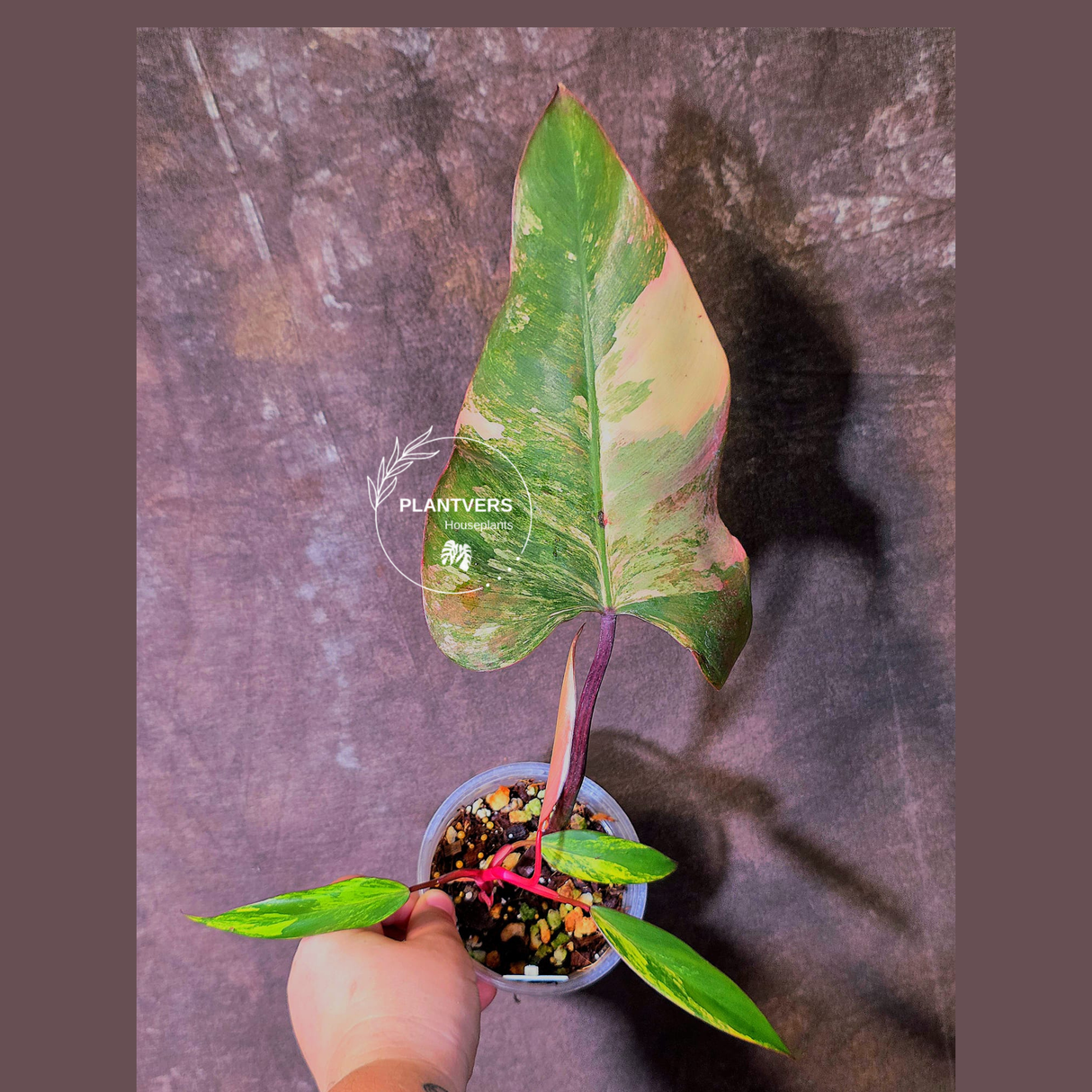 Variegated Philodendron Strawberry Shake Live Plant - EXACT Plant - (6-5-19)