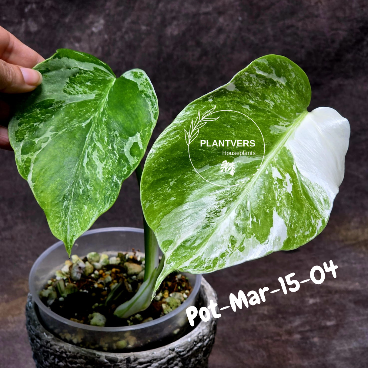 Variegated Monstera Albo - Rare Live Indoor Houseplant - Easy Care Collector Plant  - *EXACT PLANT* - US Seller