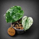 Variegated Monstera Deliciosa Mint - Rare Mint Monstera - (July-30-71)